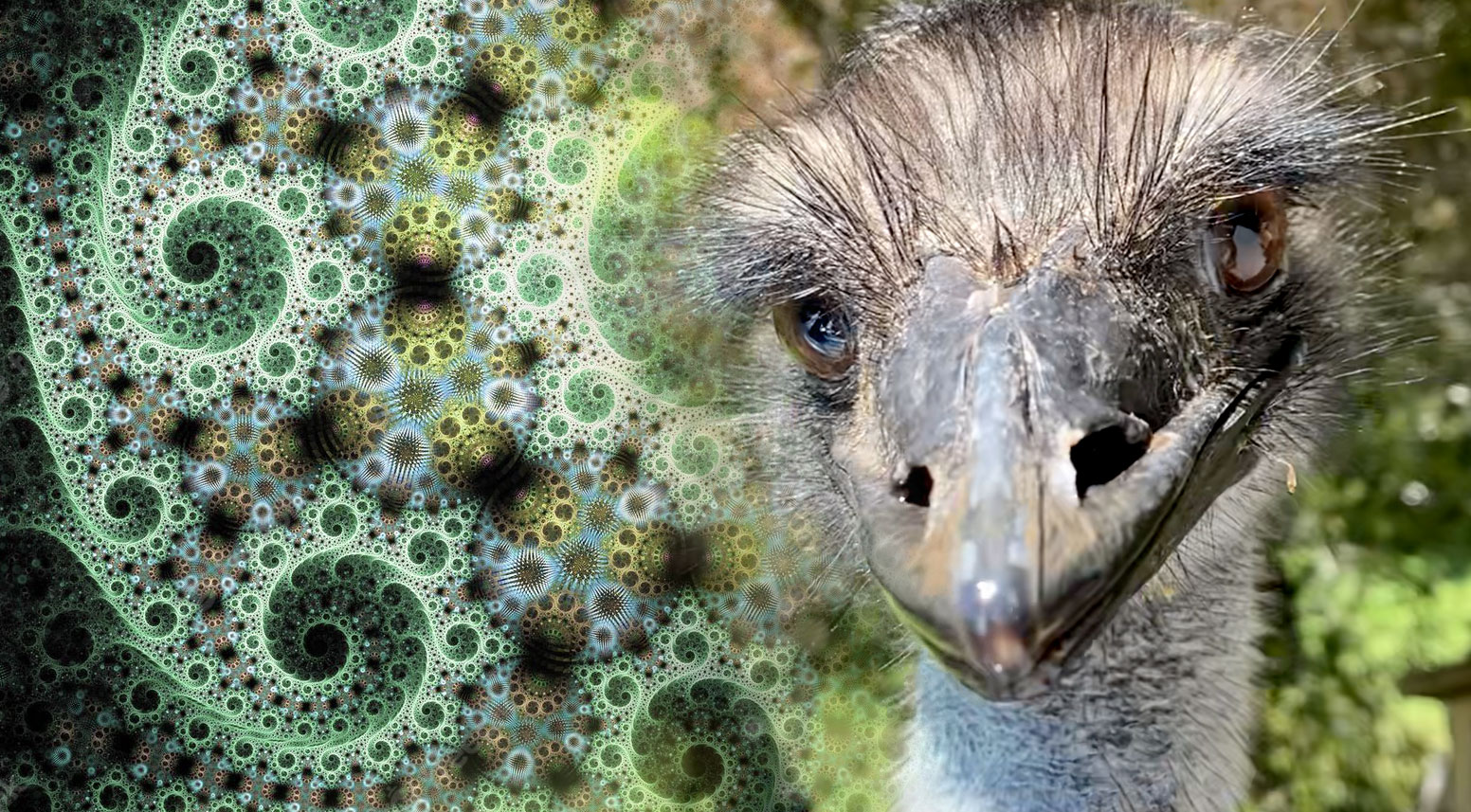 nicki-emu